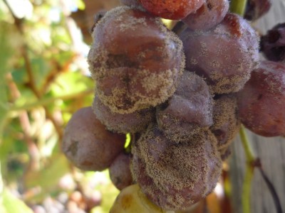 Grape with Botrytis Cinerea by John Yesberg