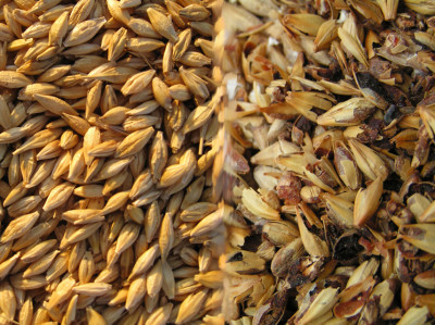 Barley, photo by Pacebes & ArnOlson