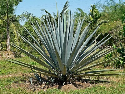 Agave Tequilana, photo by Stan Shebs