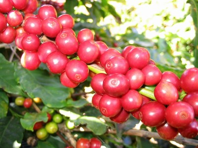 Coffee cherries, photo by FCRebelo