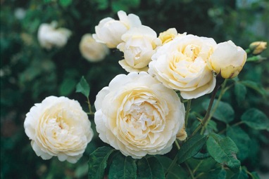The White Windermere Aushomer rose photo by David Austin Roses